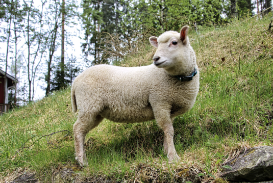 Hyvn Paimenen ominaisuudet tulevat parhaiten esille Psalmissa 23. Kuvassa on Armi-lammas. (Reijo Telaranta)